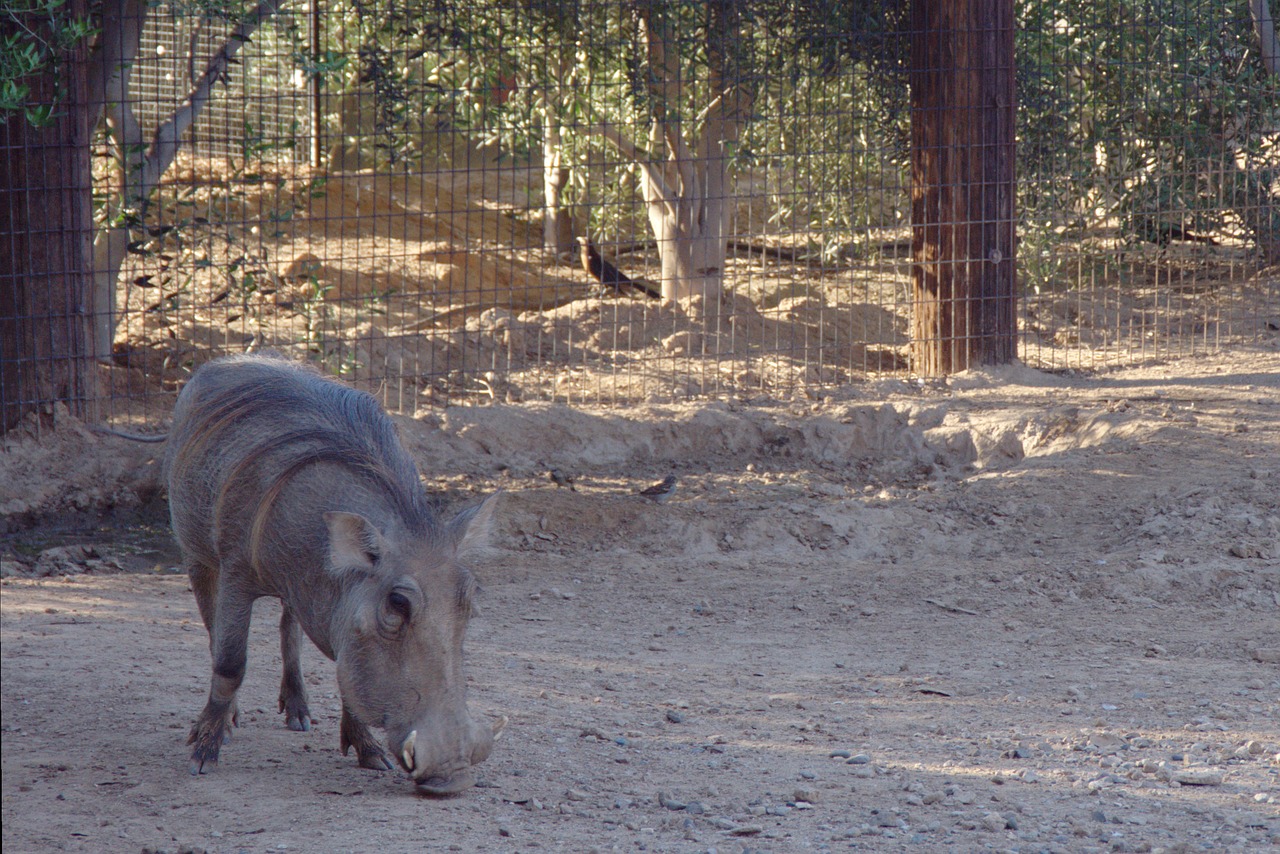 warthog pumba zoo free photo