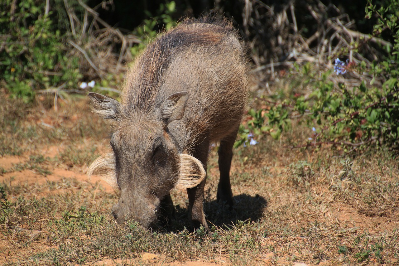 warthog africa pig free photo