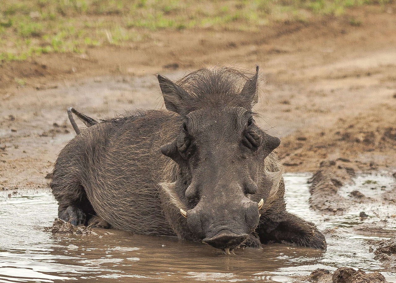 warthog mud bathing free photo