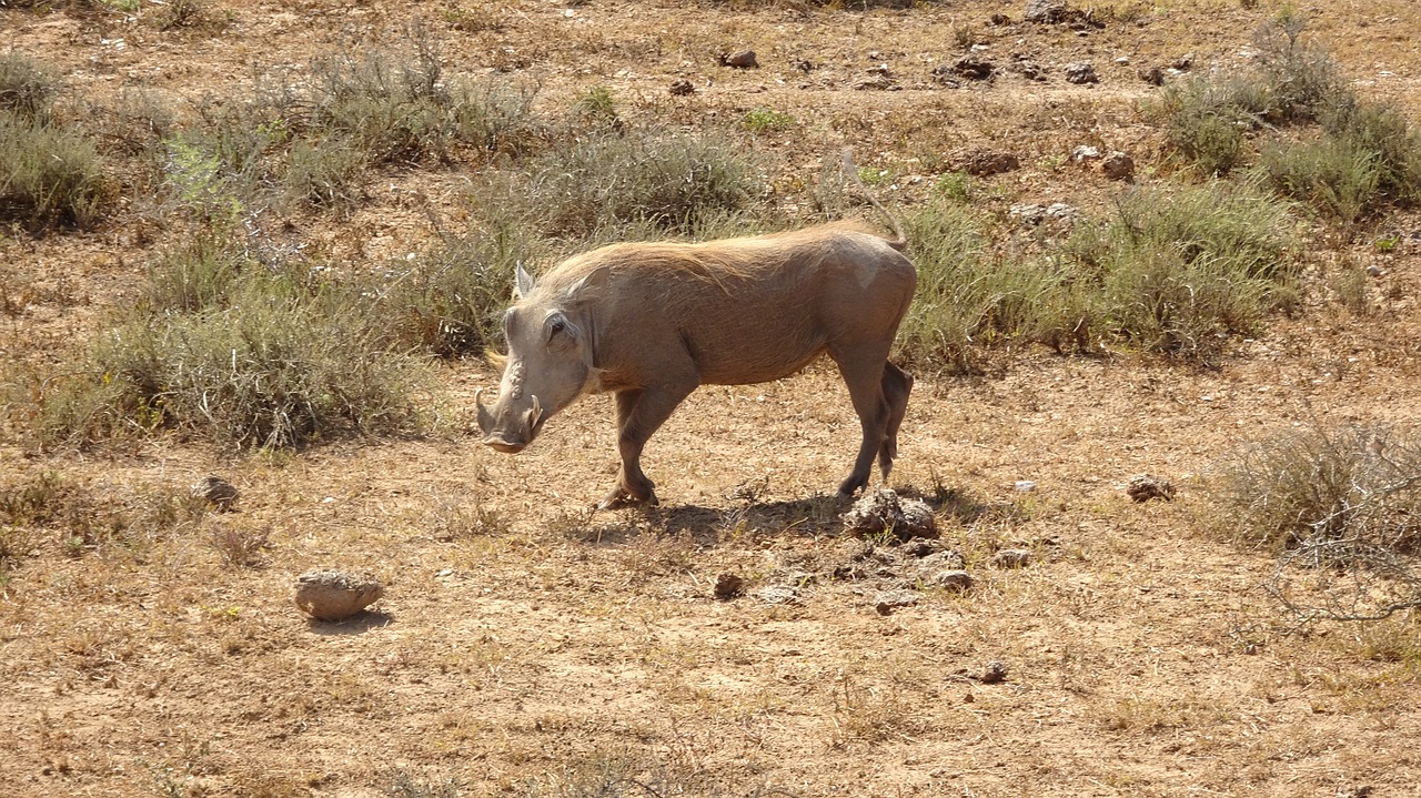 warthog mammal fauna free photo