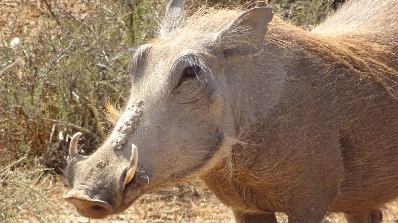 warthog mammal fauna free photo