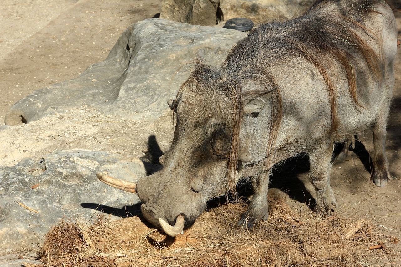 warthog zoo animal free photo