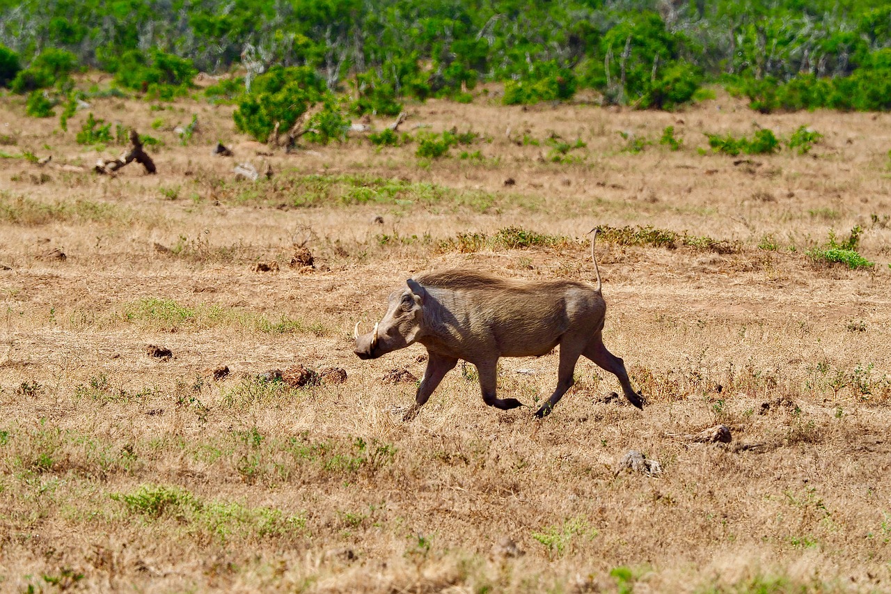 warthog  south africa  safari free photo