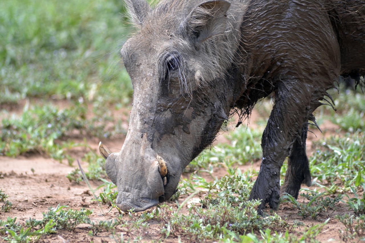 warthog  umfolozi game reserve  south african wildlife free photo