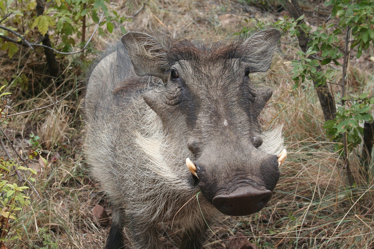 warthog  animal  africa free photo