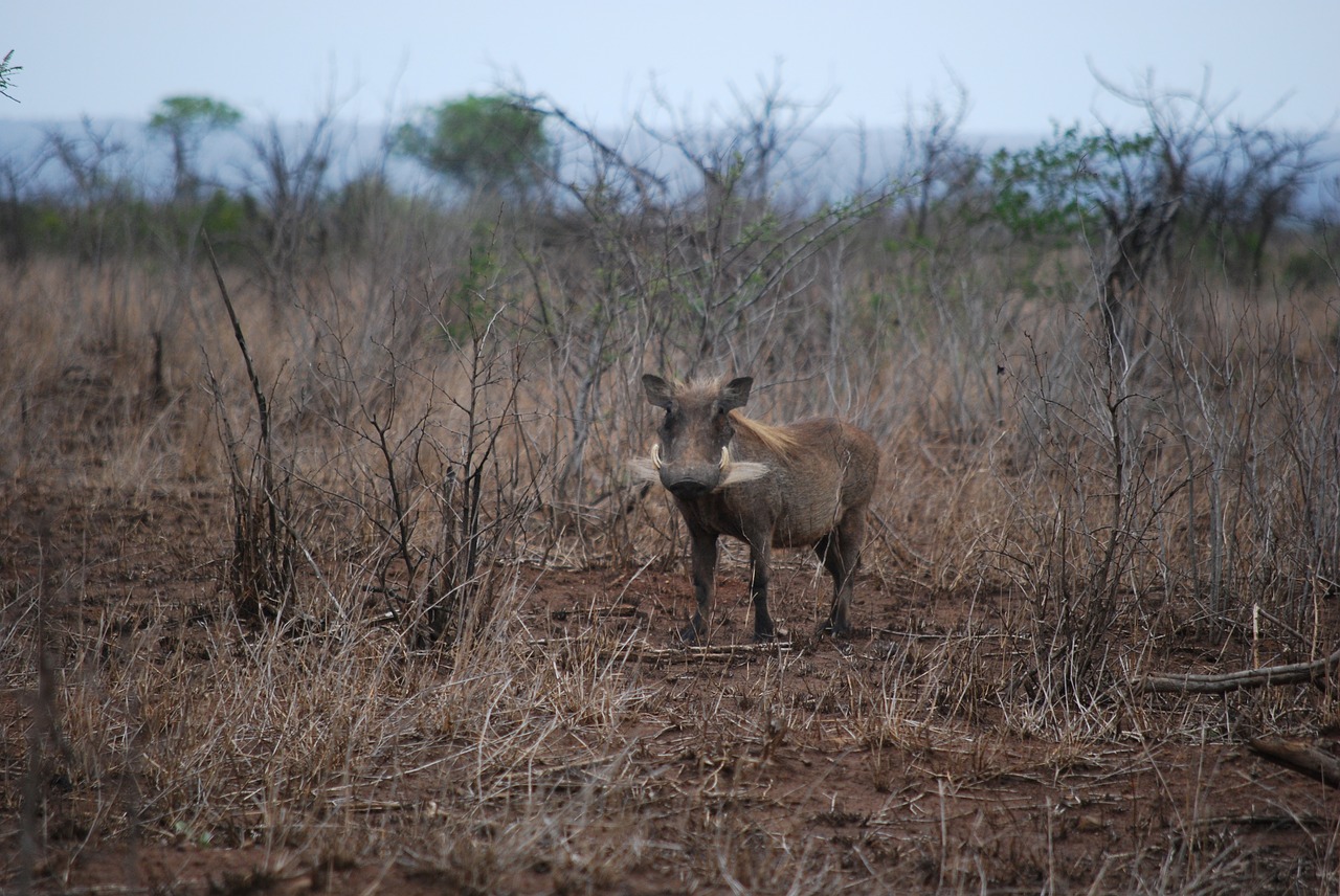 warthog  savannah  africa free photo