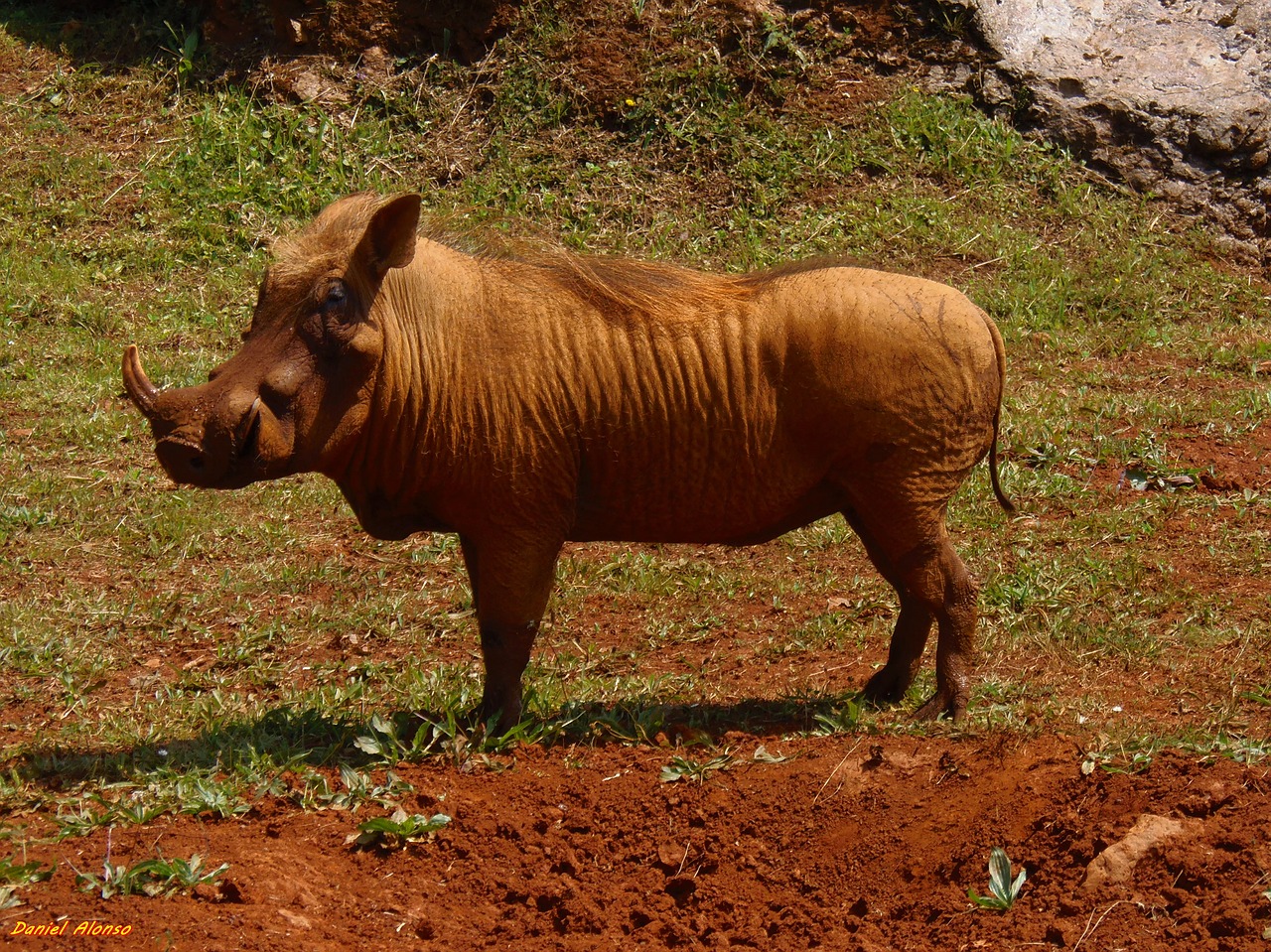 warthog animals africa free photo