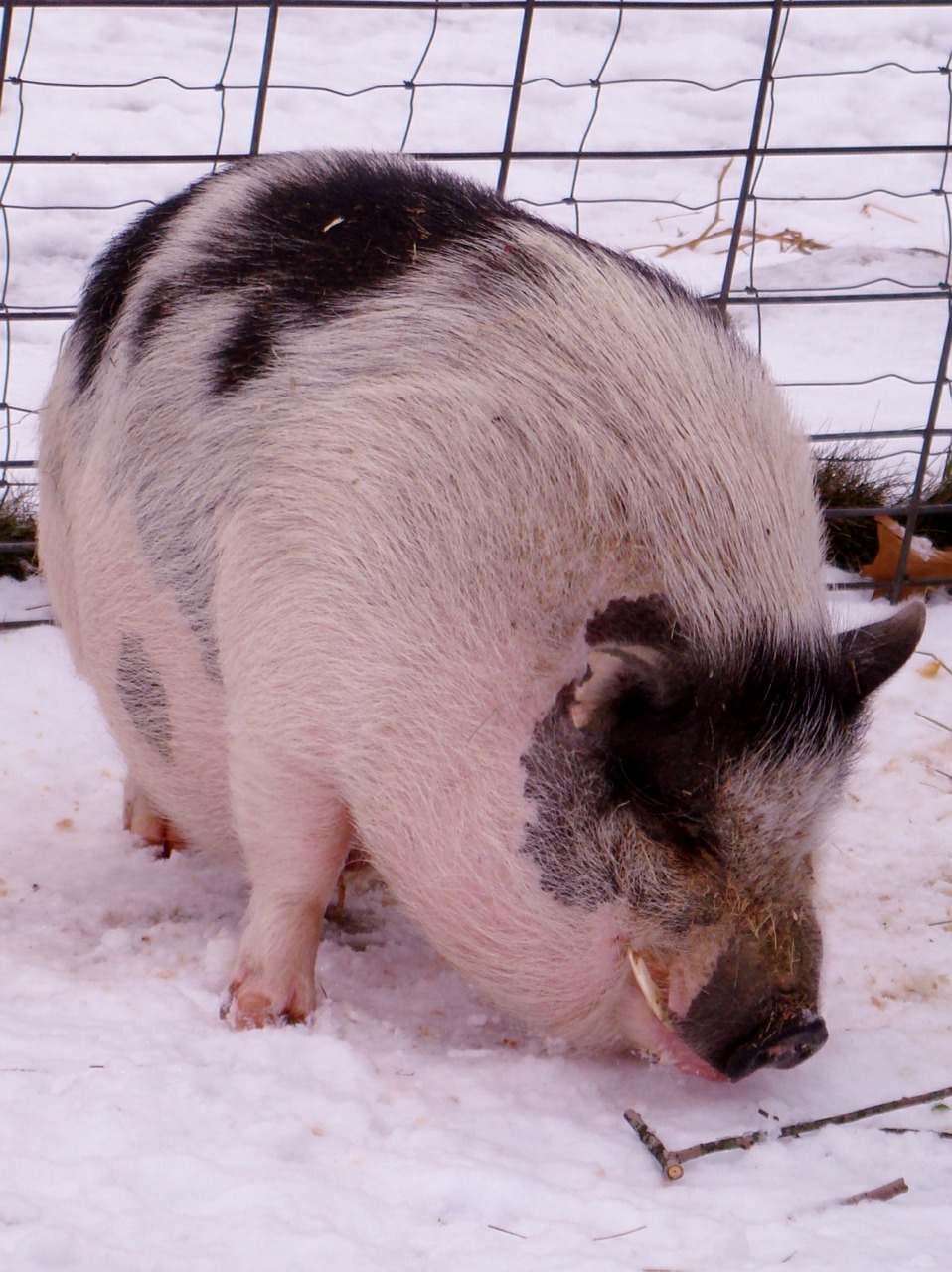 warthog pig hog free photo
