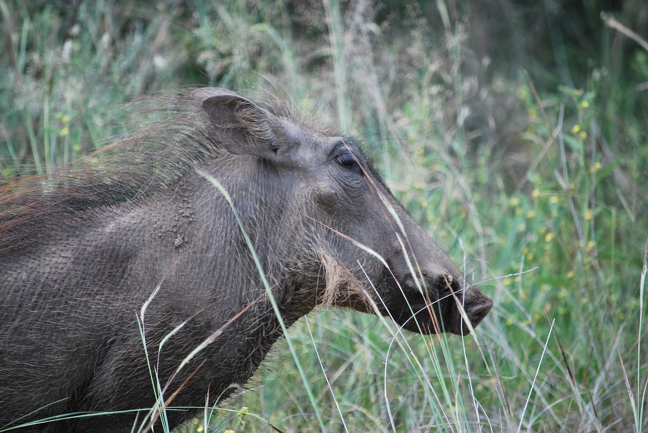 warthog animal safari free photo