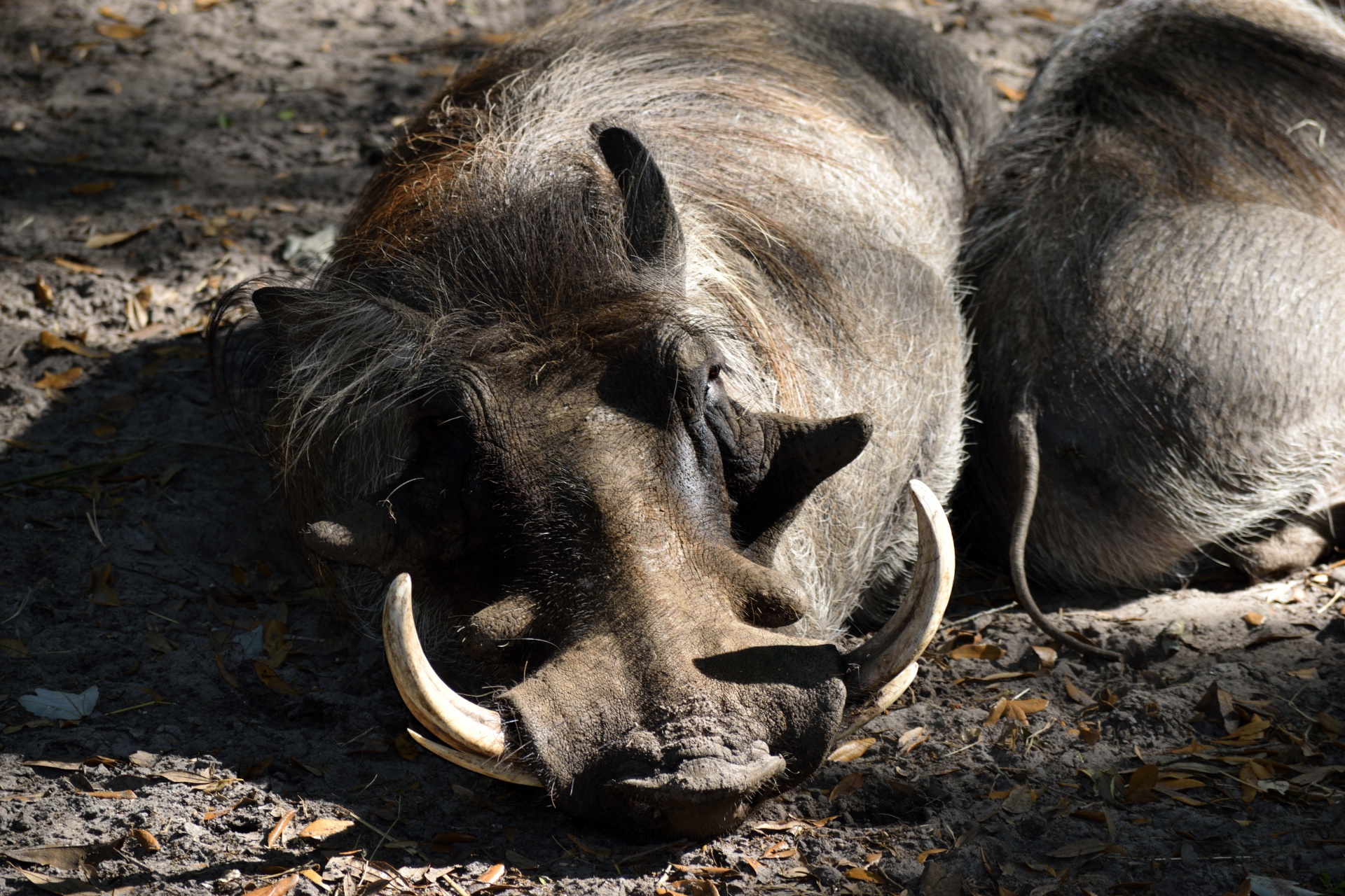 warthog animal wildlife free photo