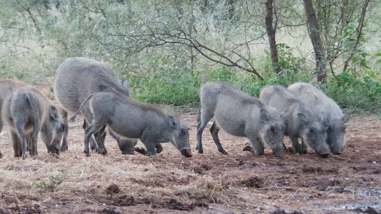 warthogs pigs africa free photo