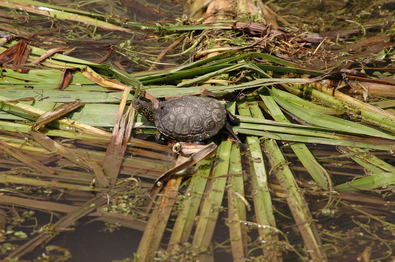 warty turtles sword-extract stream three species of freshwater turtles free photo
