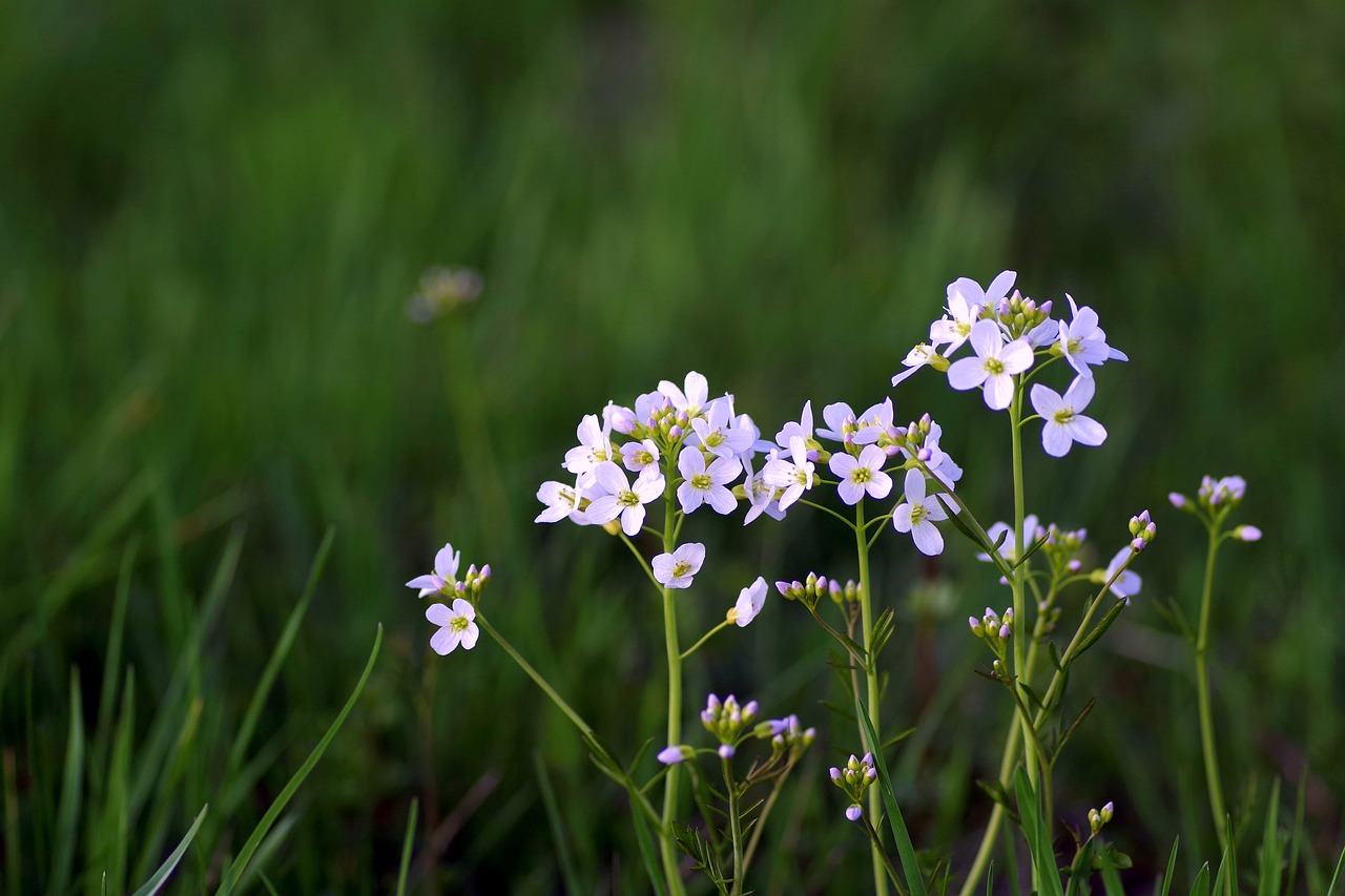 warzucha flower spring free photo