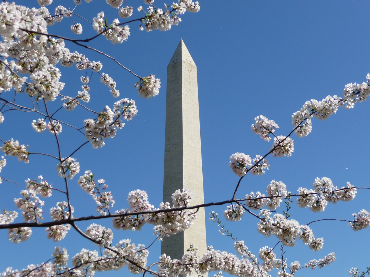 washington monument cherry blossom free photo