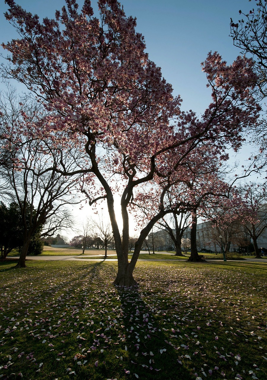 washington dc trees magnolias free photo
