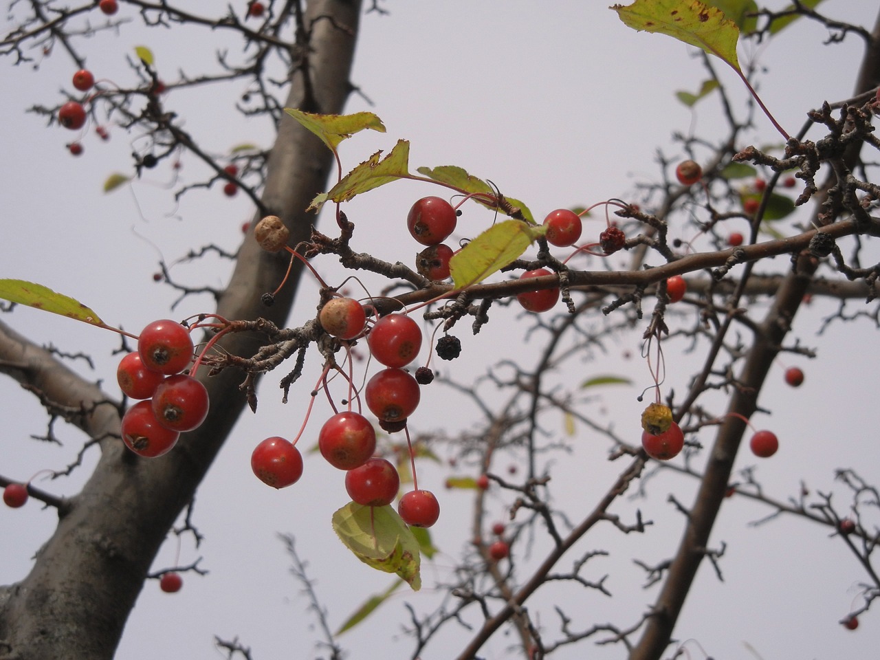 washington hawthorn berries tree free photo