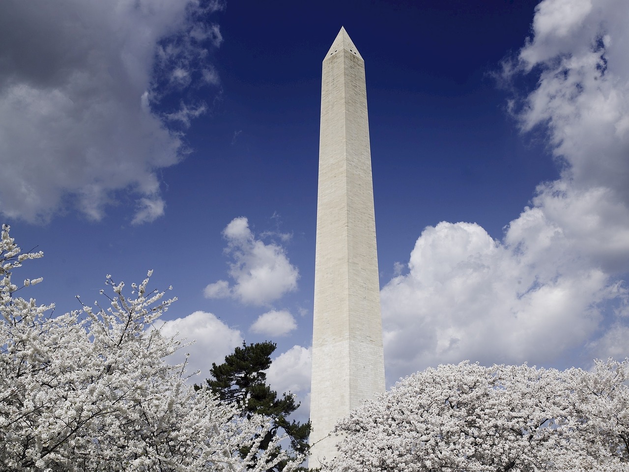 washington monument cherry trees blooming free photo