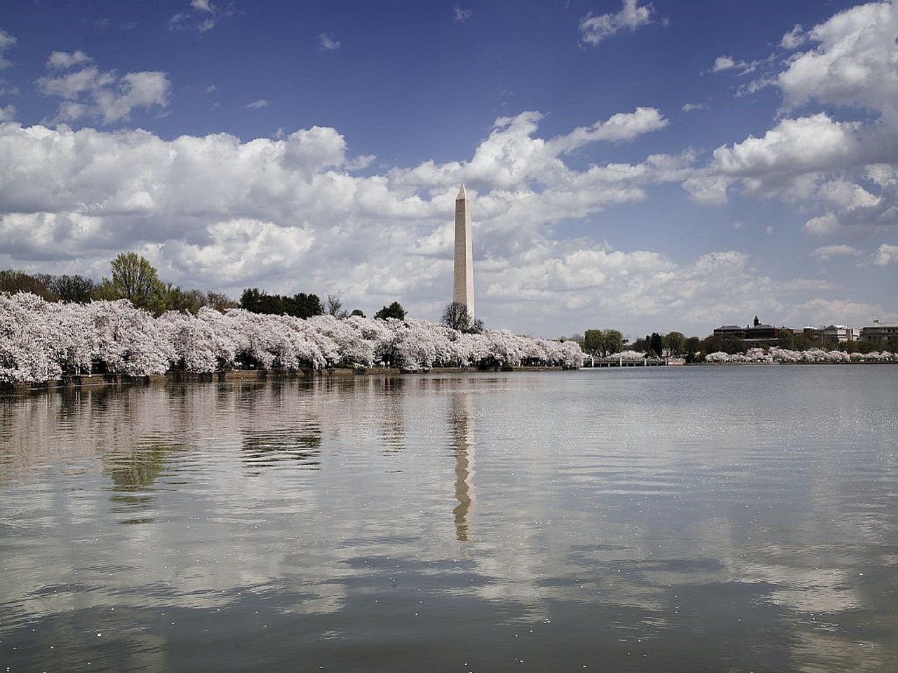 washington monument cherry trees blossoms free photo