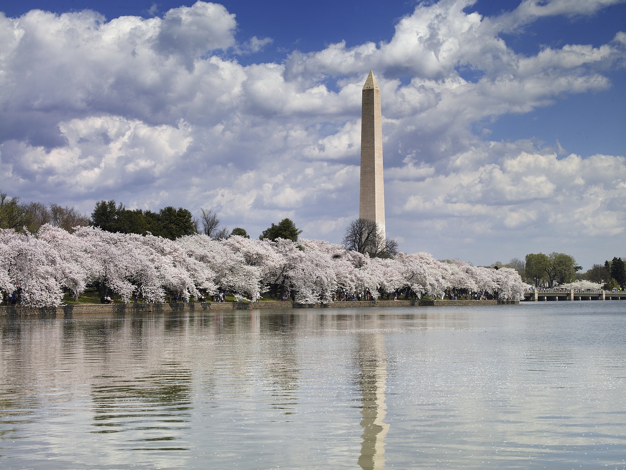 washington monument cherry trees blossoms free photo