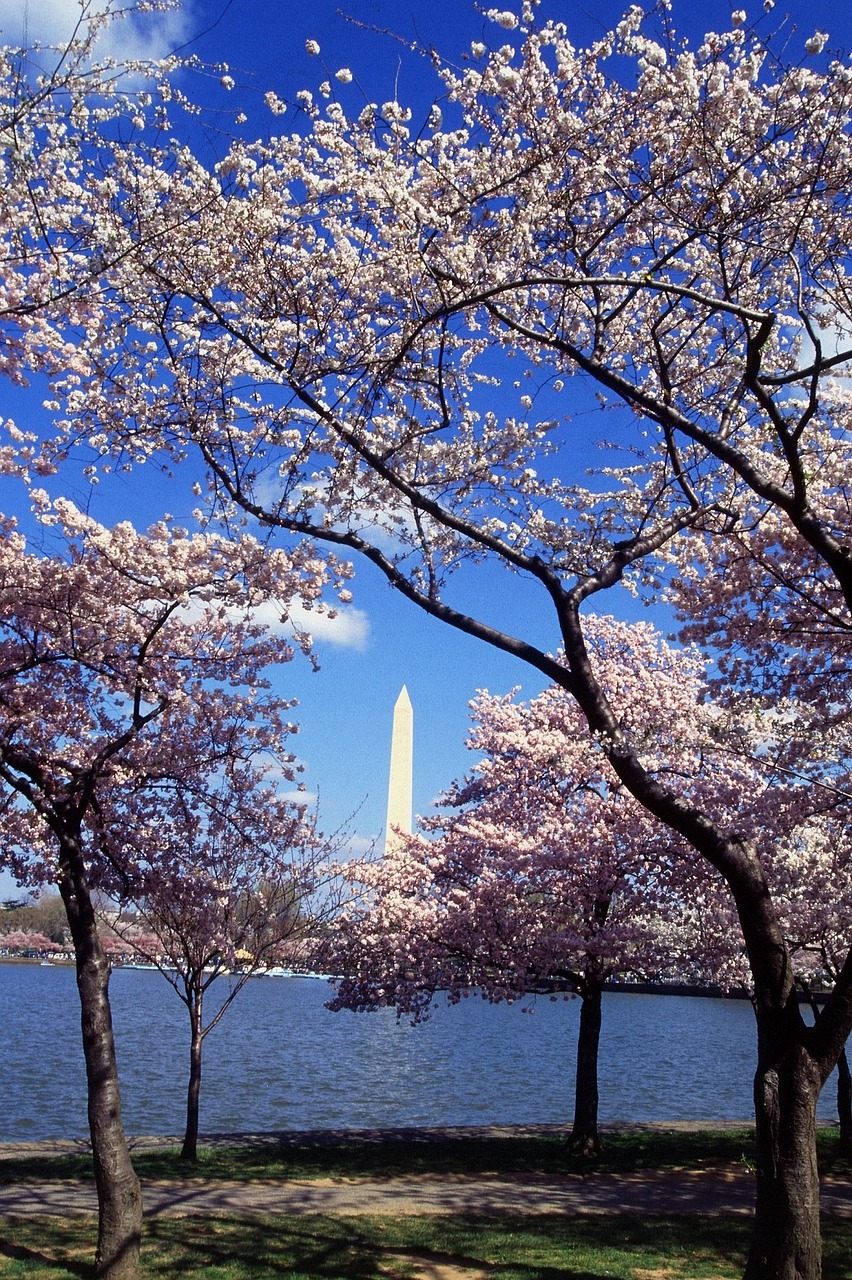 washington monument cherry trees blossoms free photo