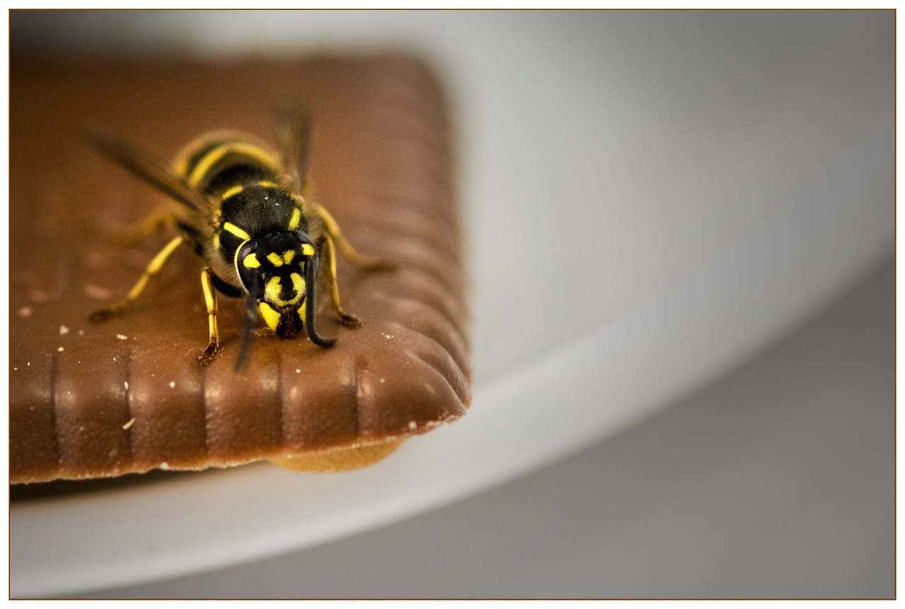 wasp cookie summer free photo