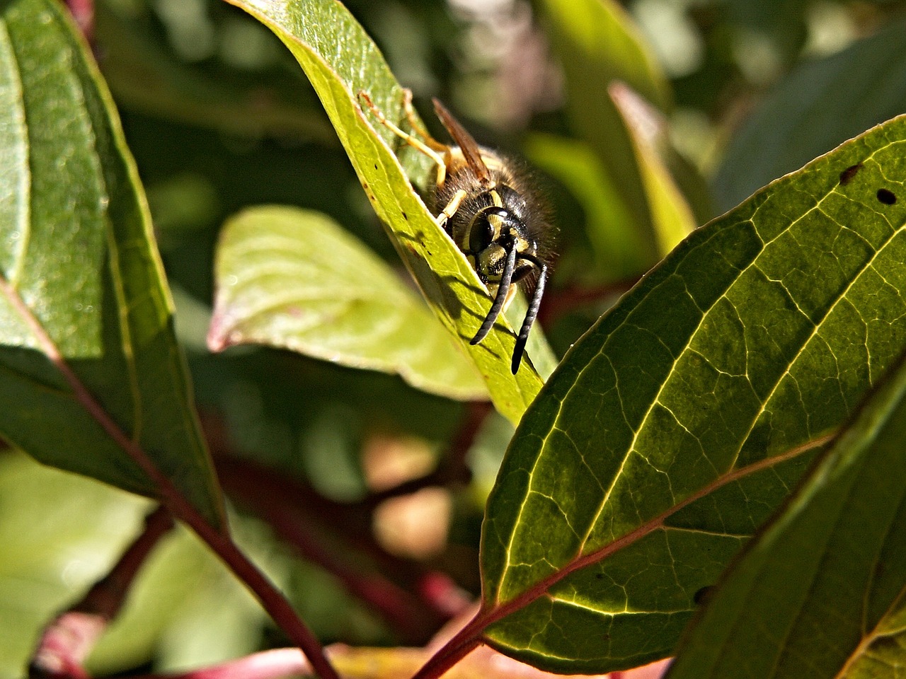 wasp insect foliage free photo