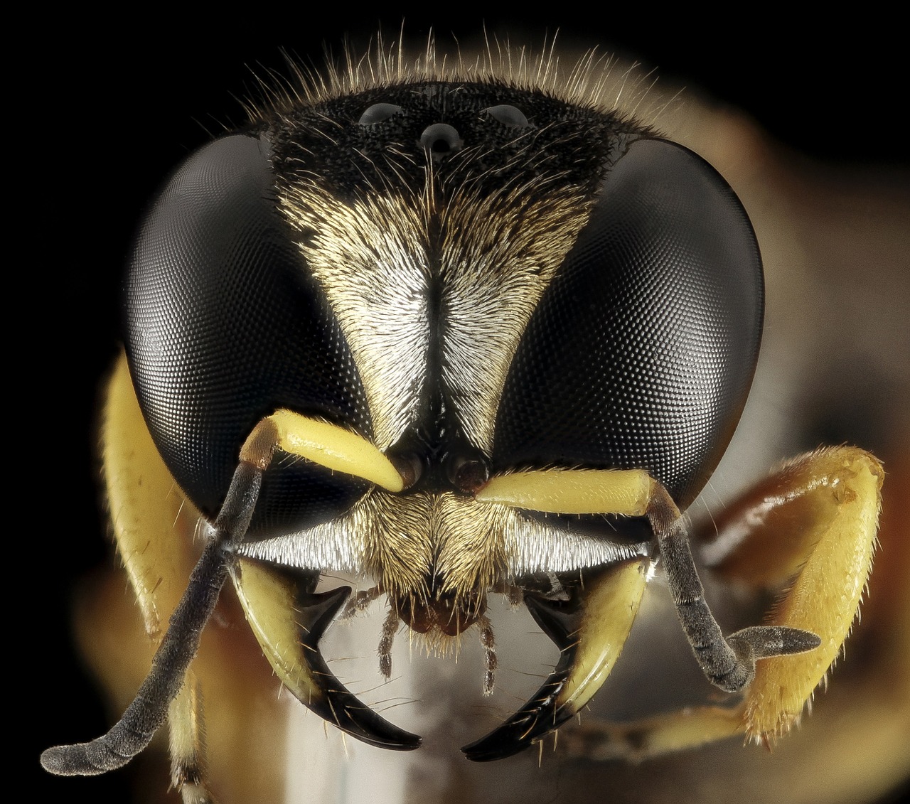 wasp head face free photo