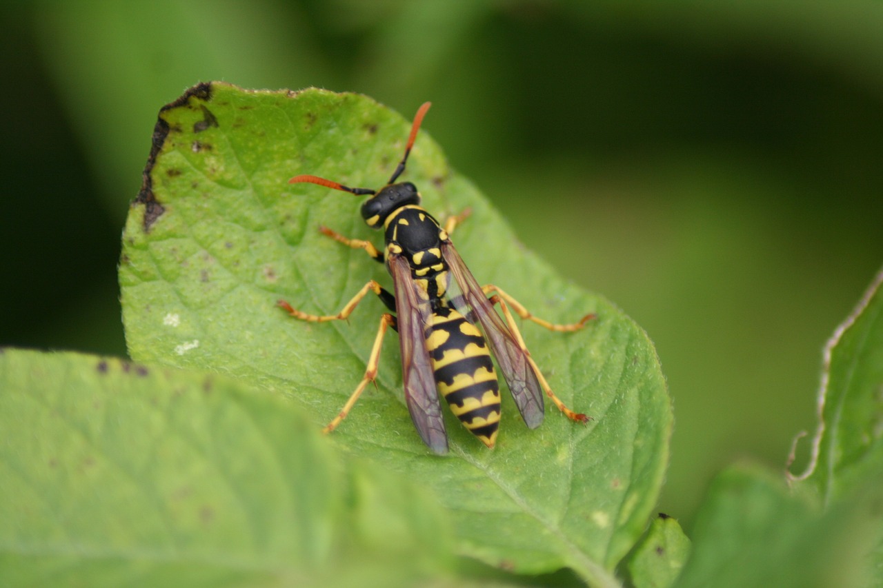 wasp nature insect free photo