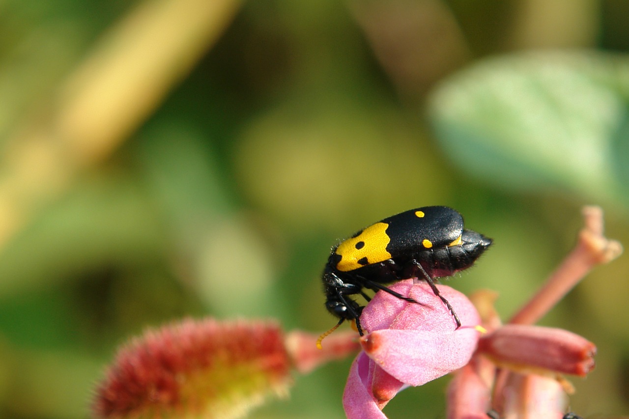 bug insect flower free photo