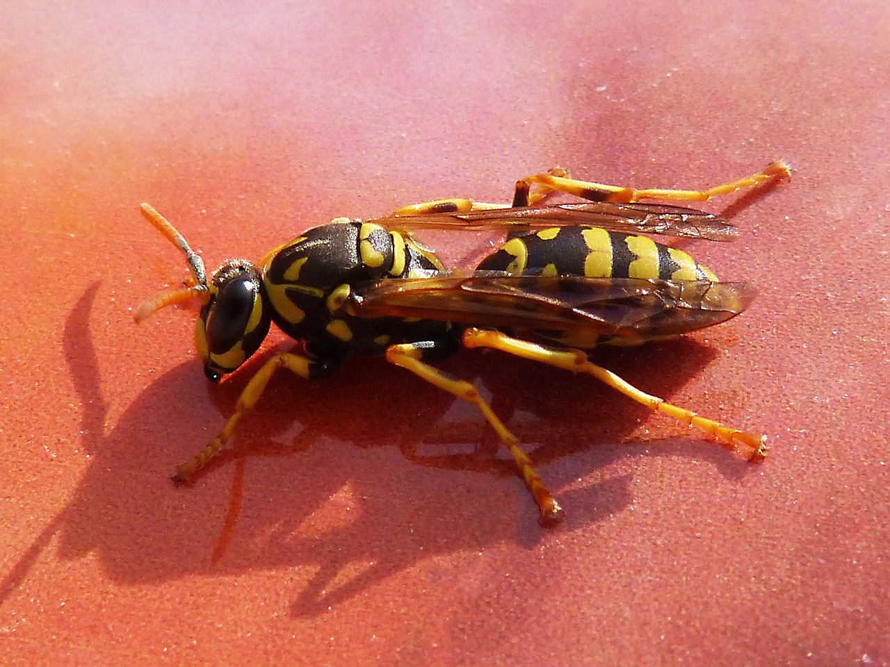 wasp yellow and black insect free photo