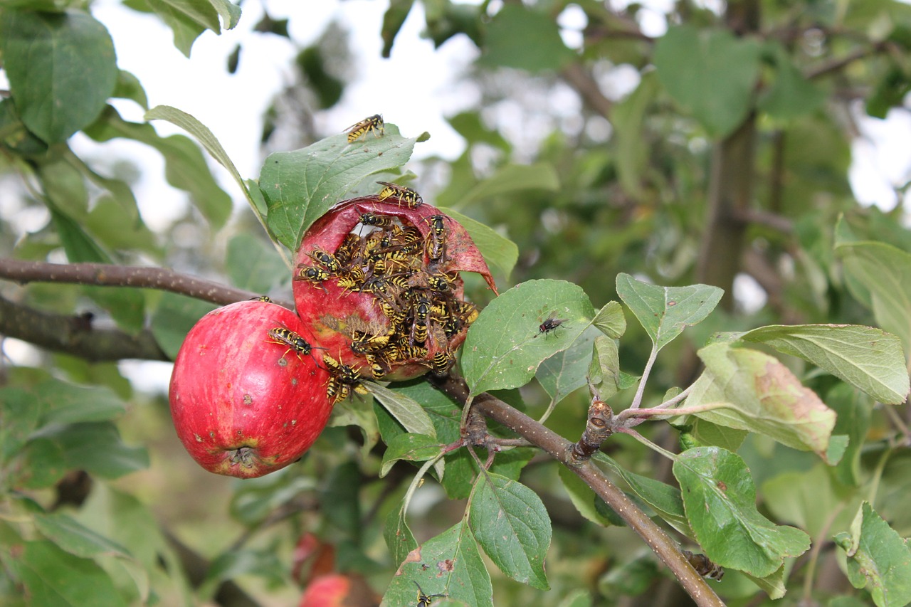 wasp apple apple tree free photo