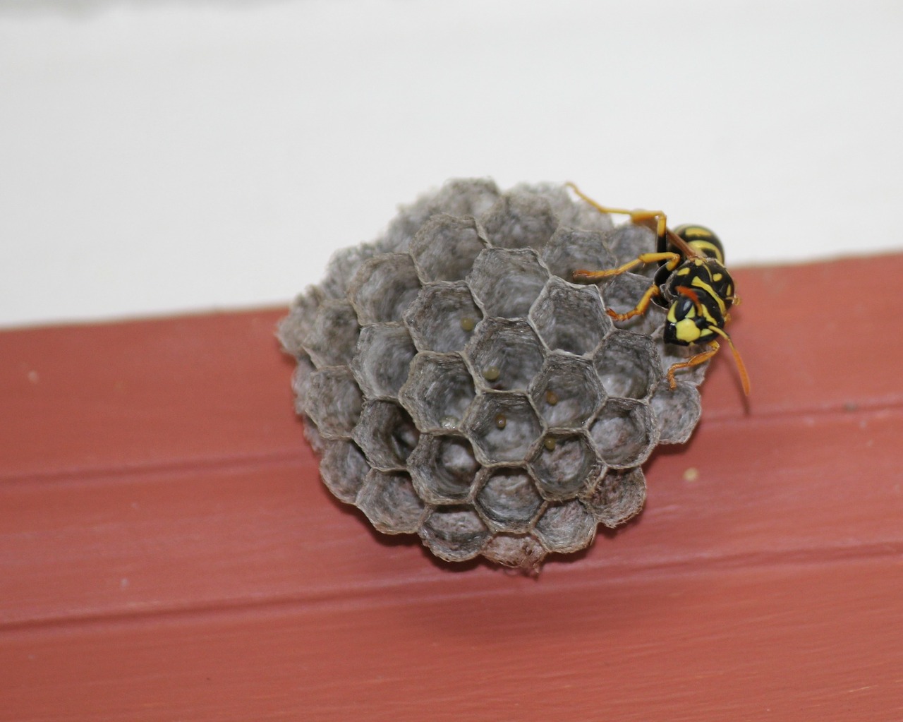 wasp yellow jacket hive free photo