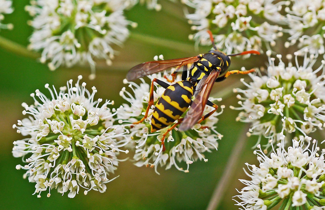 wasp wild flowers threads free photo