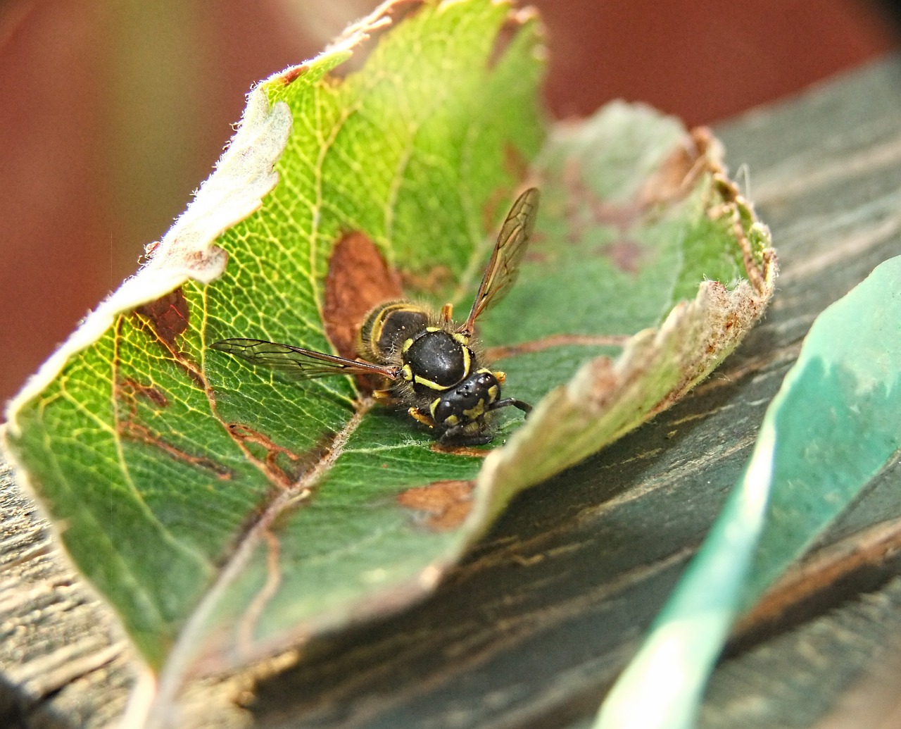 wasp nature sting free photo