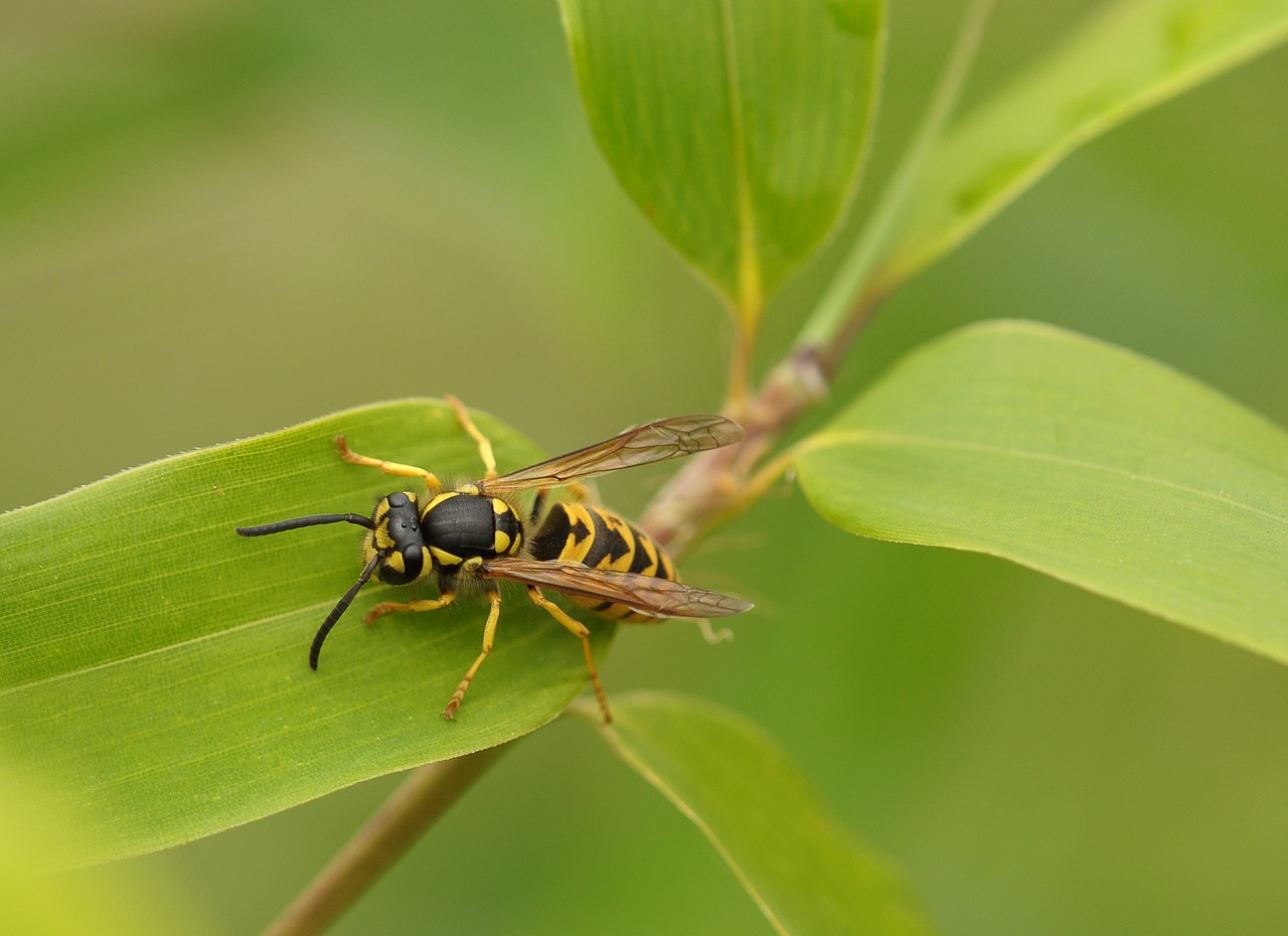 wasp insect macro free photo