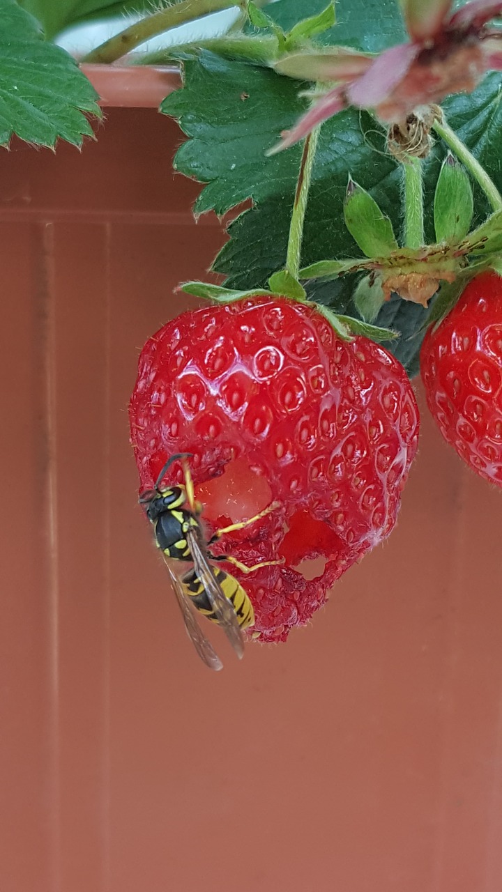 wasp insect strawberry free photo