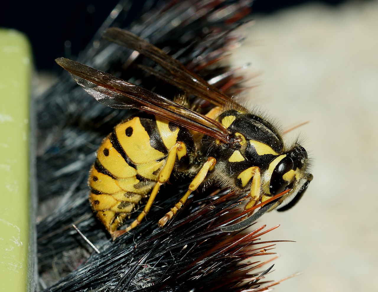 wasp vespula germanica free photo