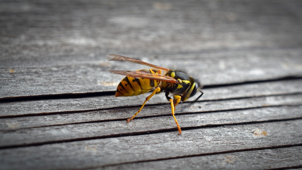 wasp insect wood free photo