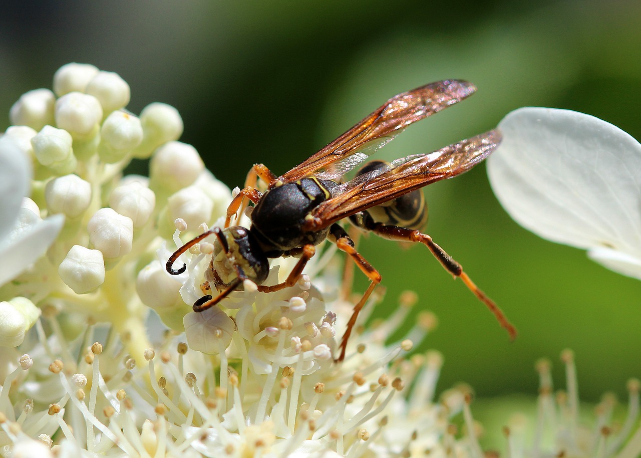 wasp pollen nectar free photo