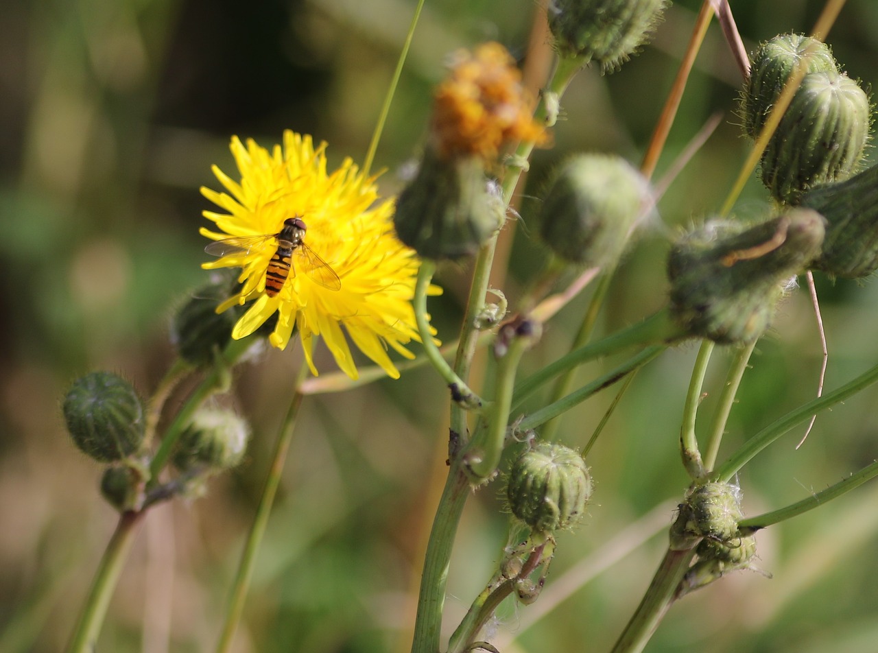 wasp dandelion flower free photo