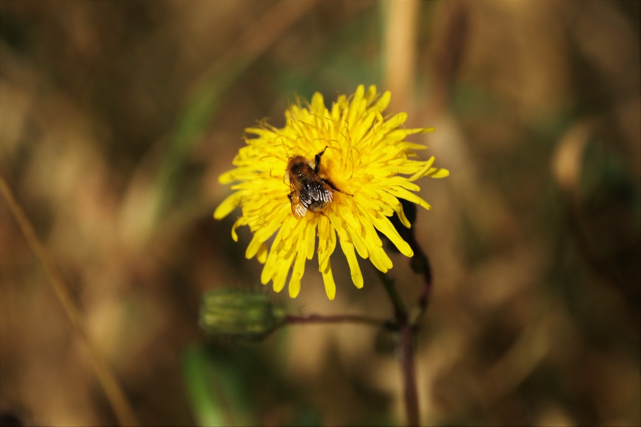 wasp dandelion flower free photo