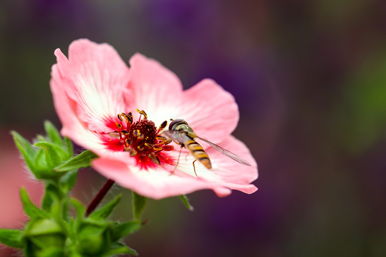 wasp flower close free photo