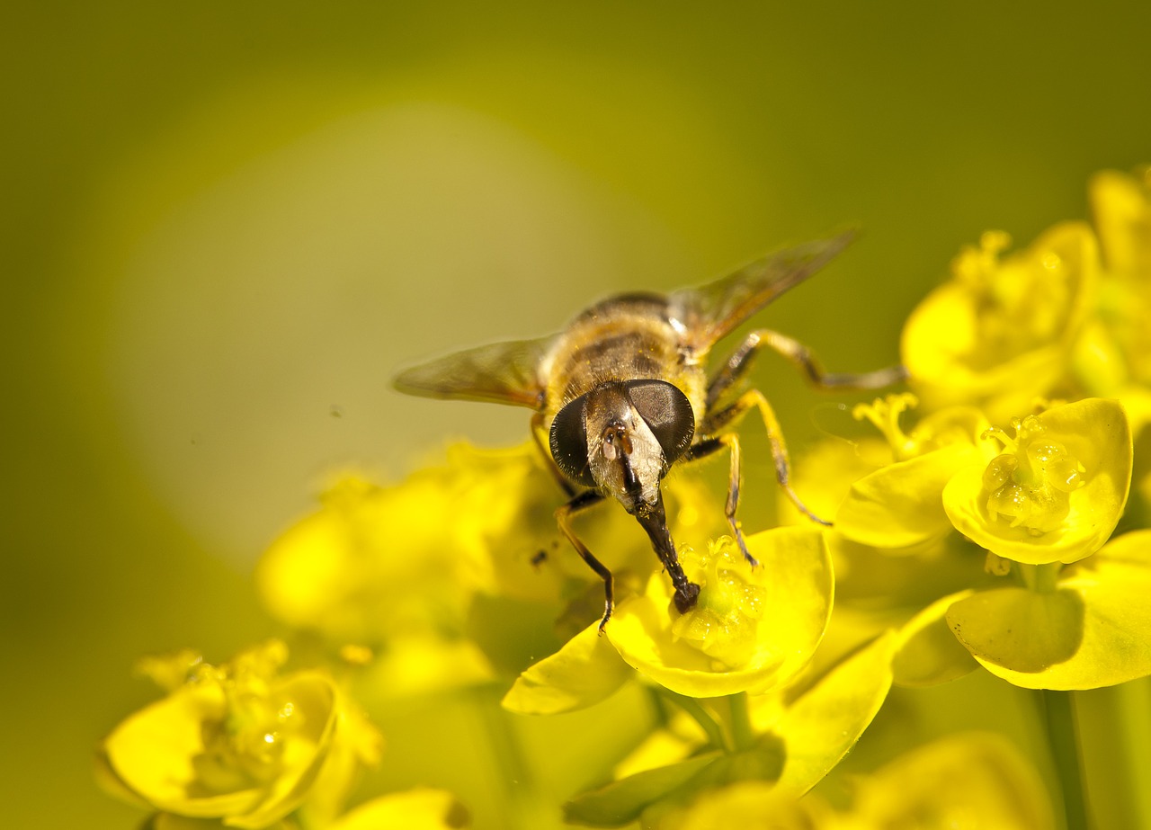 wasp macro yellow free photo