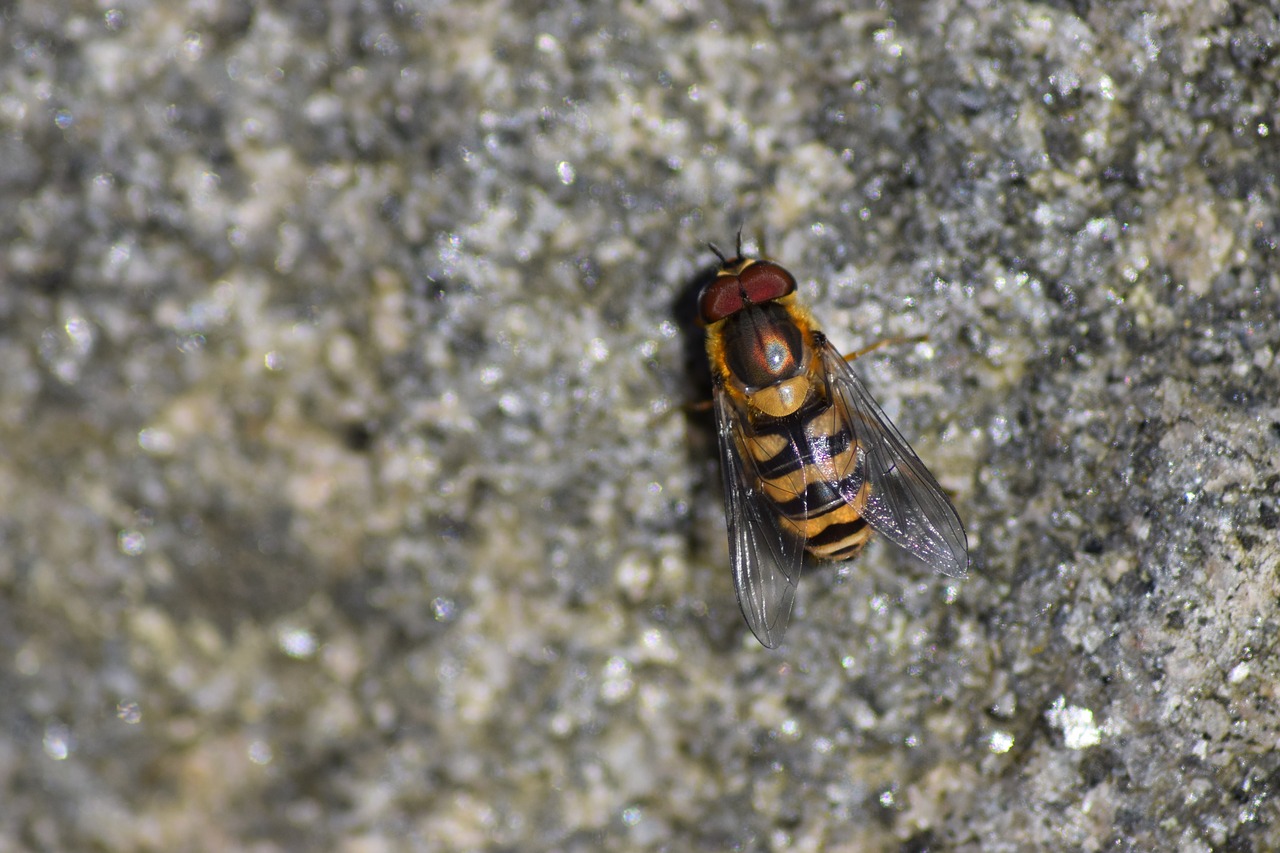 wasp stone nature free photo