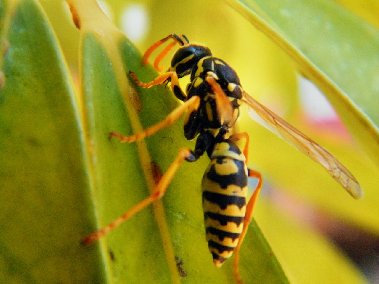 wasp animal insect free photo