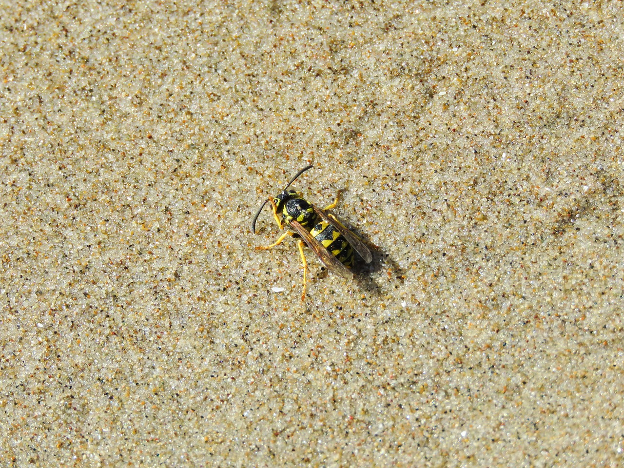wasp beach grains of sand free photo