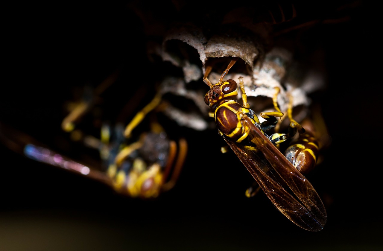 wasp insect animal free photo