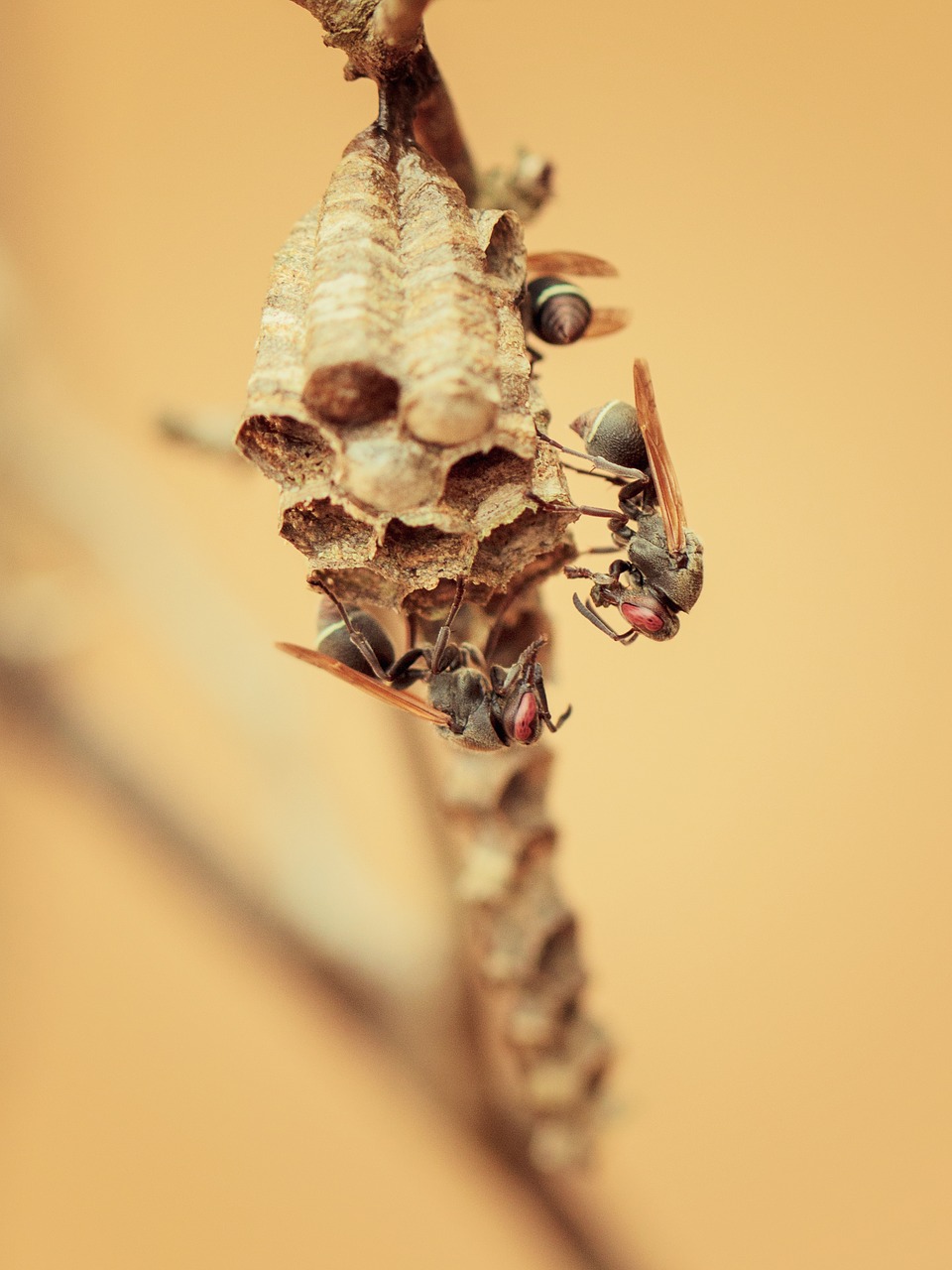 wasp nest insects free photo