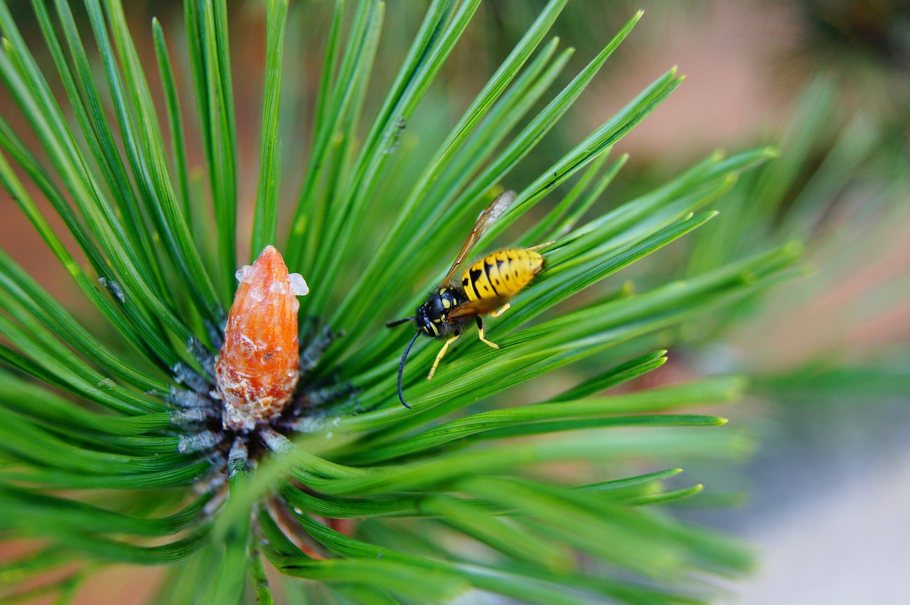 wasp fir insect free photo
