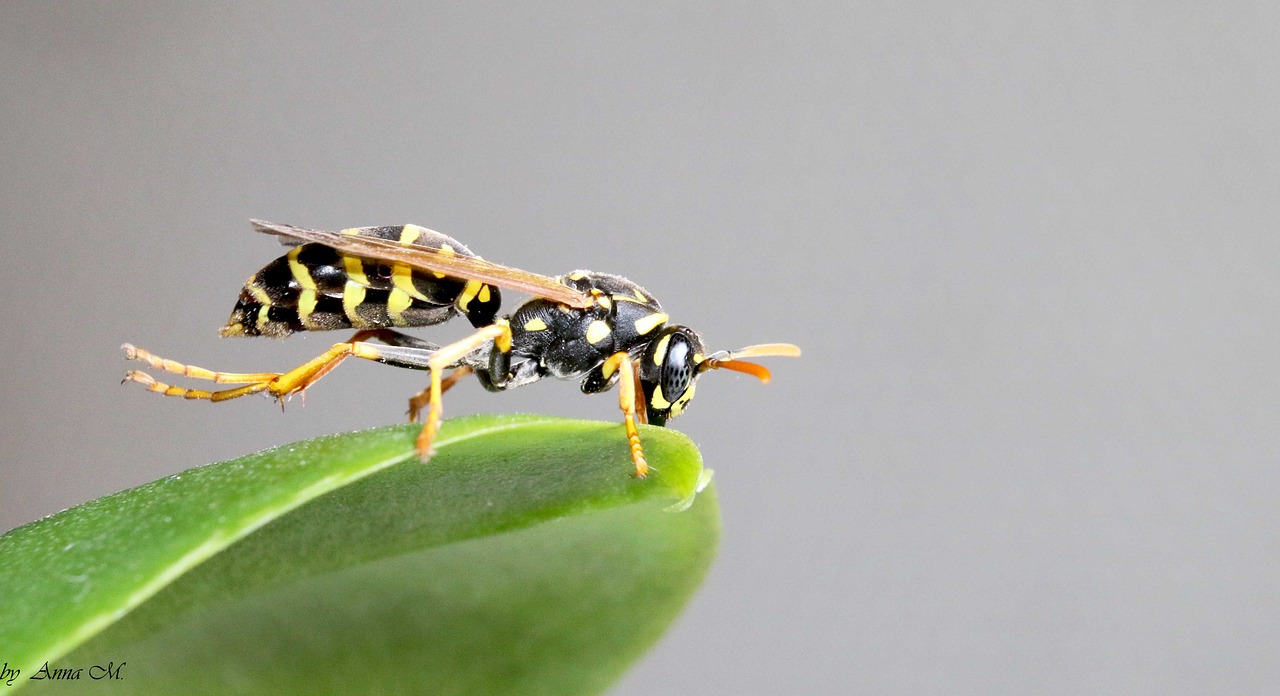 wasp insect macro free photo